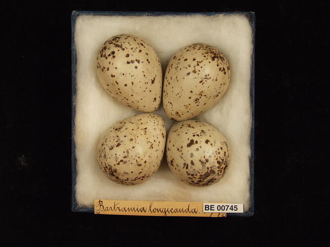 Four bird eggs with specimen labels in box.