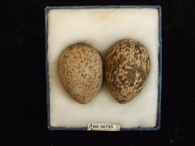 Two bird eggs with specimen labels in box.