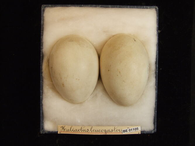 Two bird eggs with specimen labels in box.