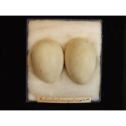 <em>Icthyophaga leucogaster</em>