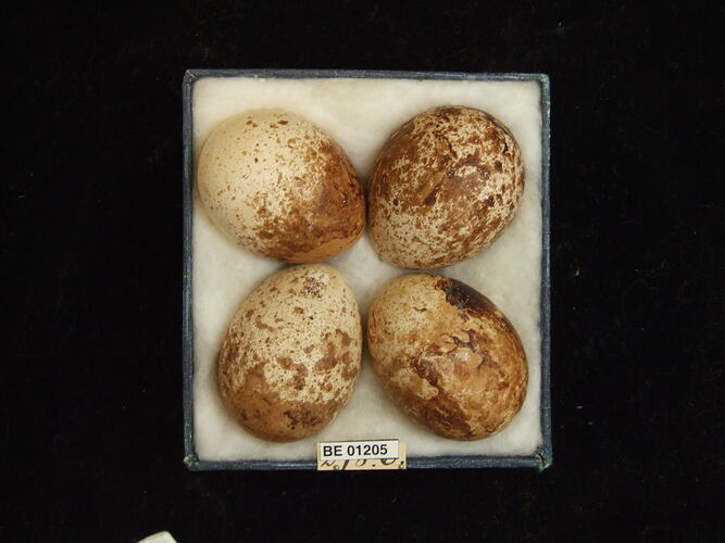 Four bird eggs with specimen labels in box.