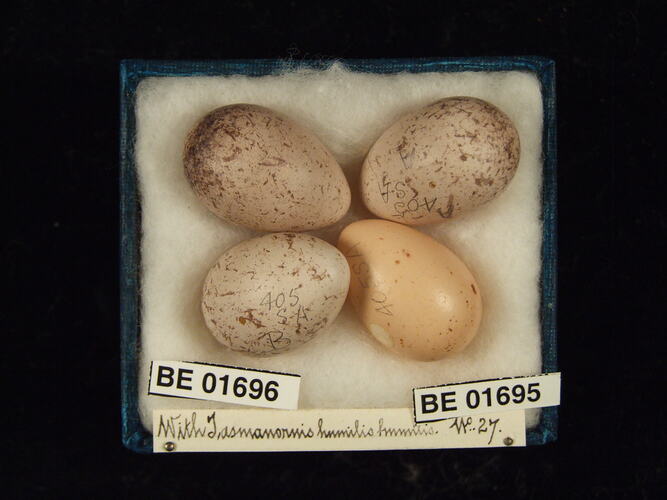 Four bird eggs with specimen labels in box.