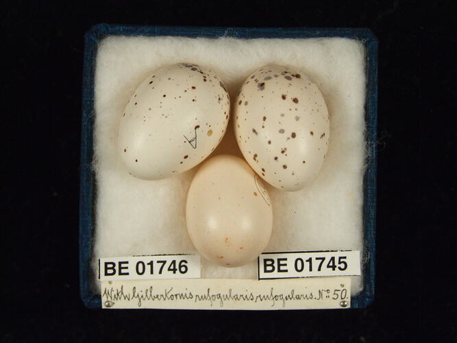 Three bird eggs with specimen labels in box.