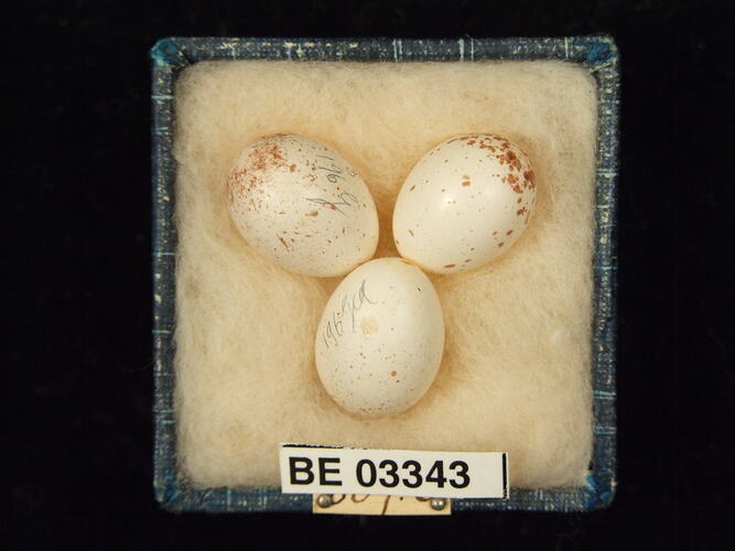 Three bird eggs in box with labels.