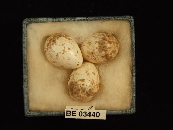 Three bird eggs in box with specimen labels.