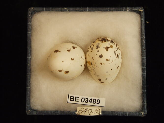Two bird eggs in box with specimen labels.