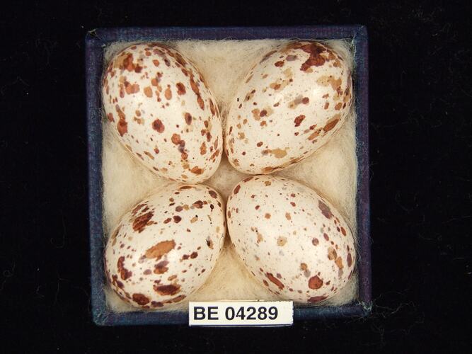 Four bird eggs in box with specimen labels.
