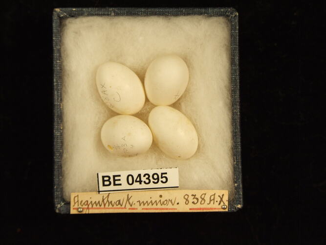 Four bird eggs in box with specimen labels.