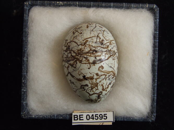 Bird egg with specimen labels in box.