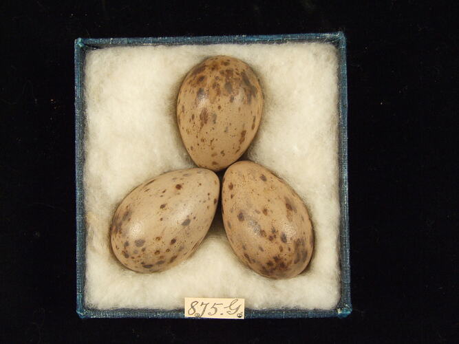 Three bird eggs with specimen label in box.