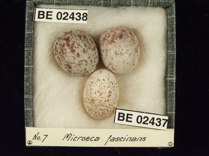 Three bird eggs with specimen labels in box.