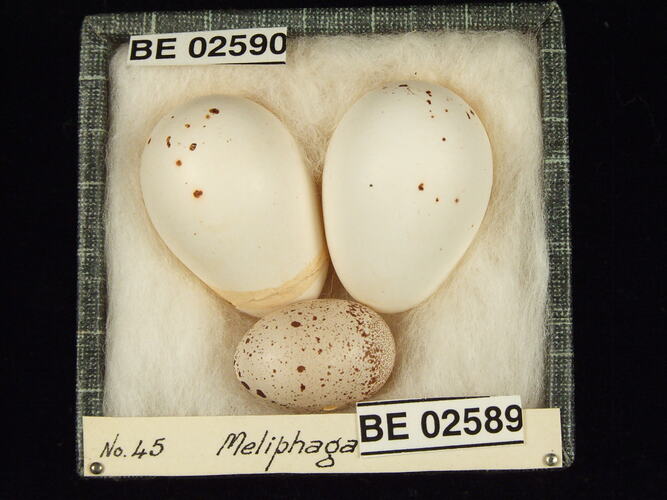 Three bird eggs with specimen labels in box.