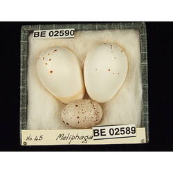 <em>Lichenostomus fasciogularis</em>