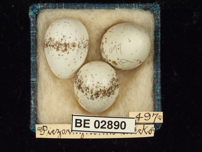 Three bird eggs with specimen labels in box.