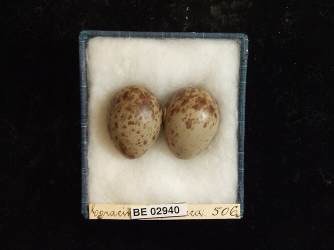 Two bird eggs with specimen label in box.