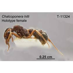 Ant specimen, female, lateral view.