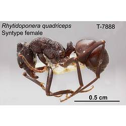 Ant specimen, female, lateral view.