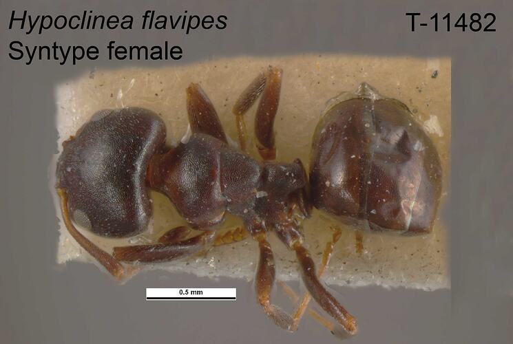 Ant specimen, female, dorsal view.