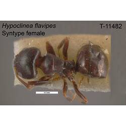 Ant specimen, female, dorsal view.