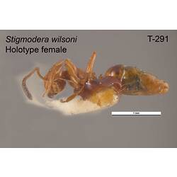 Ant specimen, female, lateral view.