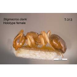 Ant specimen, female, lateral view.
