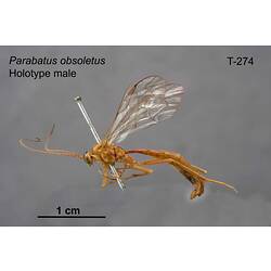 Ichneumon wasp specimen, male, lateral view.