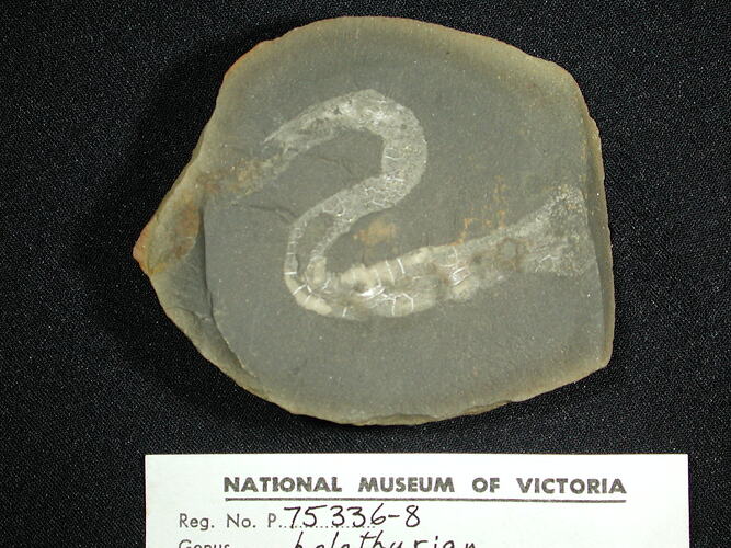Serpentine white fossil on surface of grey rock.
