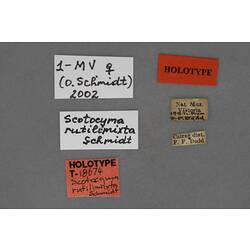 Entomology type specimen labels.