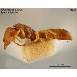 Ant specimen, female, lateral view.