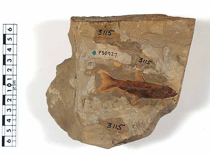 Fish fossil on rock beside scale bar.