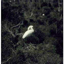 A Royal Spoonbill standing in a tree.