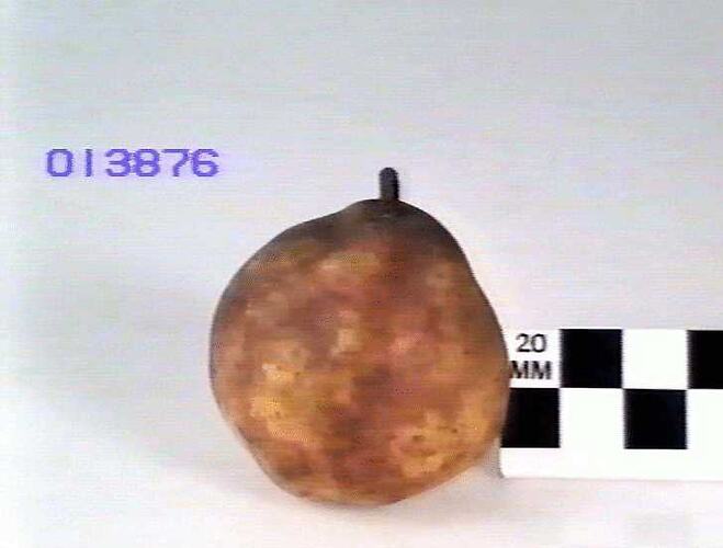 Pear Model - Beurre Diel, Hazelglen, Victoria, 1875