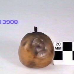 Pear Model - Easter Beurre, Richmond, 1878