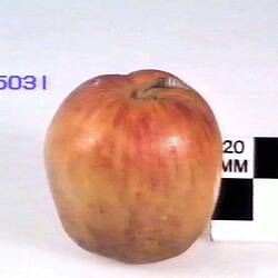 Apple Model - Cornish Gilliflower, 1874