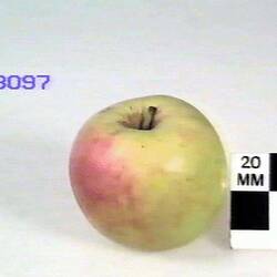 Apple Model, Stewarts