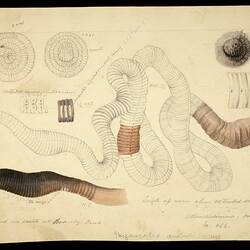 Giant Gippsland Earthworm, Megascolides australis. Drawing.