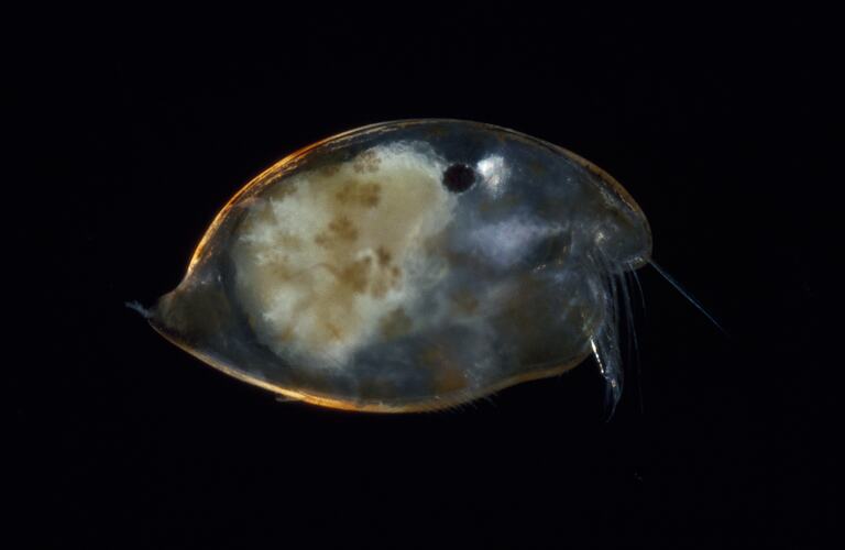 Side view of ostracod.