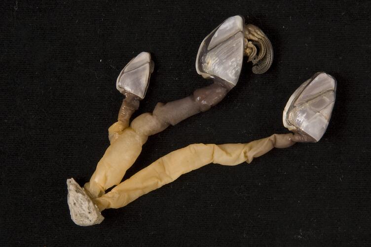 Three goose barnacles.