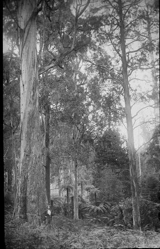 Lantern Slide - Dandenongs, Victoria, Date Unknown