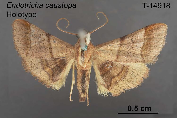 Moth specimen, dorsal view.