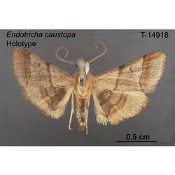 Moth specimen, dorsal view.