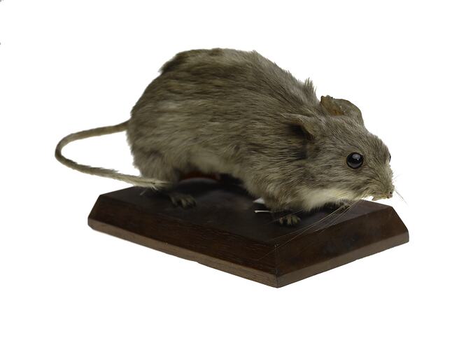 Taxidermied rat specimen.