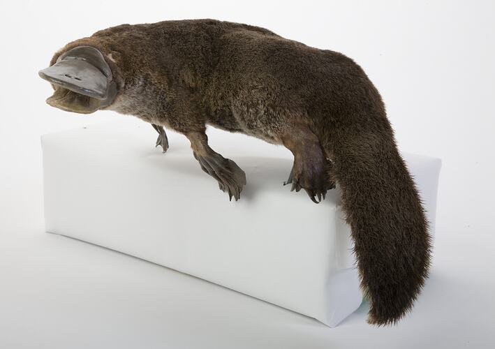 <em>Ornithorhynchus anatinus</em>, Platypus, mounted specimen. Registration no. C 28808.