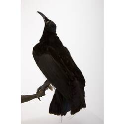 Black taxidermied bird viewed from behind.