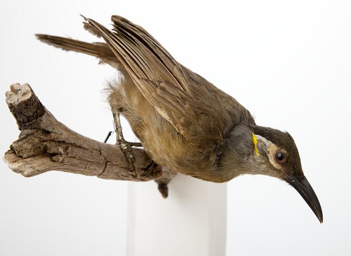 <em>Xanthotis flaviventer filigera</em>, Tawny-breasted Honeyeater, mount.  Registration no. 37140.