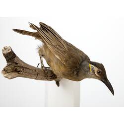 <em>Xanthotis flaviventer filigera</em>, Tawny-breasted Honeyeater, mount.  Registration no. 37140.
