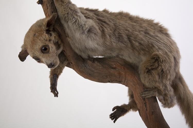 Galago specimen mounted on branch.