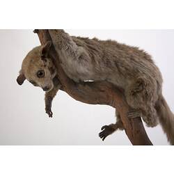 Galago specimen mounted on branch.