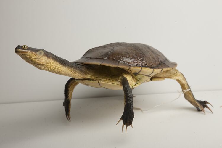 Taxidermied turtle specimen.