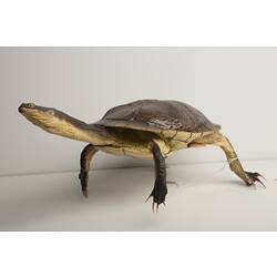 Our Wondrous Planet, Our Wild Family: Taxidermy Mount - Eastern Snake-necked Turtle, <em>Chelodina longicollis</em> (Shaw, 1794)